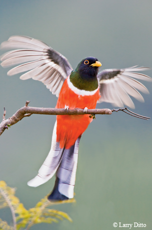 Elegant trogon